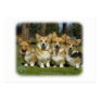 Welsh Corgi (Pembroke) Business Card Template