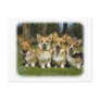 Welsh Corgi (Pembroke) Post Card