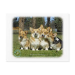 Welsh Corgi (Pembroke) Post Cards