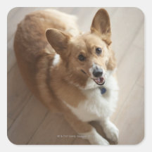 Welsh Pembroke corgi dog lying on wood floor. Stickers