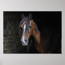 Welsh section D cob mare print