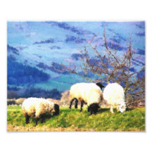 WELSH SHEEP PHOTO PRINT