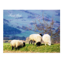 WELSH SHEEP POST CARDS