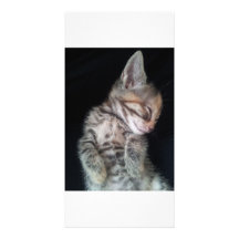 wenskaart met kitten foto kaart