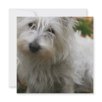 West Highland Terrier Dog Invitation