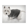 West Highland Terrier in Sweater in the Snow Postcard