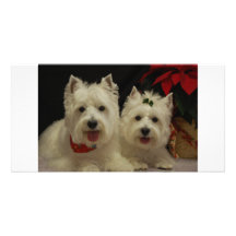 West Highland Terrier Photo Card