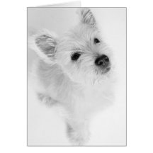 West Highland Terrier Pup Card