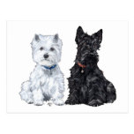West Highland White & Scottish Terriers Post Cards