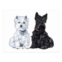 West Highland White & Scottish Terriers Post Cards