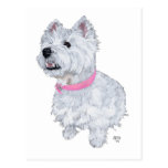 West Highland White Terrier Looking Up Post Cards