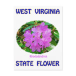 West Virginia State Flower T-Shirts & Gifts postcards