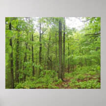 West Virginia Woods 2 Poster
