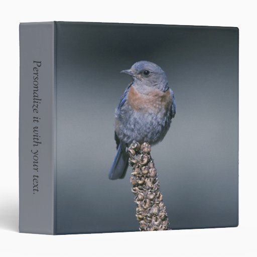 Western Bluebird 3 Ring Binders