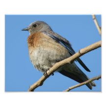Western Bluebird Art Photo
