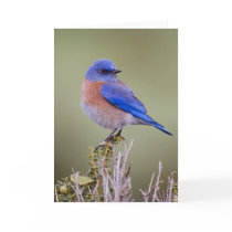 Western Bluebird Cards