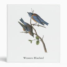 Western Bluebird, John Audubon Binder