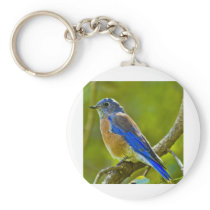Western Bluebird Keychains