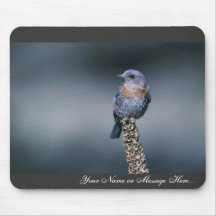Western bluebird mousepad