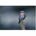 Western bluebird photo cut out