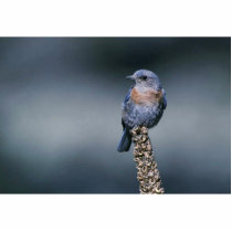 Western bluebird photo cut out
