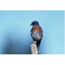 Western bluebird photo cutout