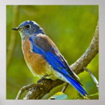 Western Bluebird Posters