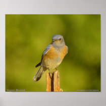 Western Bluebird Poster