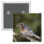 Western bluebird, Sialia mexicana, with spider, Ca Pin
