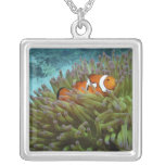 Western Clownfish ( Amphiprion ocellaris ), in Custom Necklace