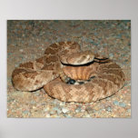 Western Diamondback Rattlesnake Posters