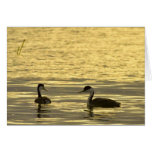 Western Grebe in late light Greeting Cards