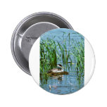 Western Grebe on Nest Buttons