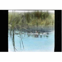 Western grebe photo cutouts