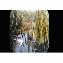 Western Grebe Cut Out