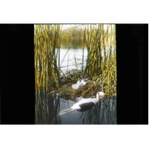 Western Grebe Photo Cut Out