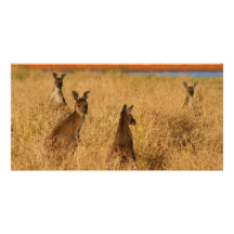 Western Grey Kangaroos Picture Card