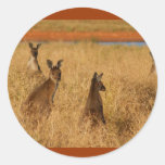 Western Grey Kangaroos Sticker