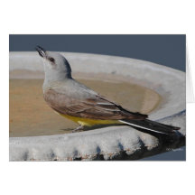 Western Kingbird Cards