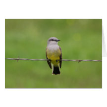 Western Kingbird Greeting Cards