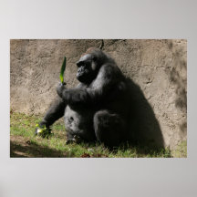 Western Lowland Gorilla Posters