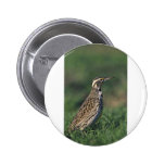 Western Meadowlark Button