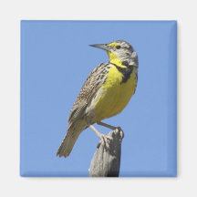 Western Meadowlark Fridge Magnets