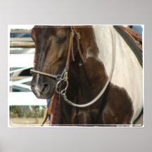 Western Pinto Pony Print