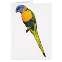 Western Rainbow Lorikeet Greeting Card