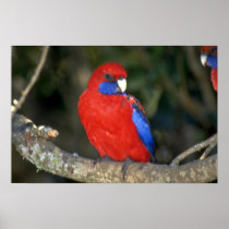 Western Rozella, Australia Print