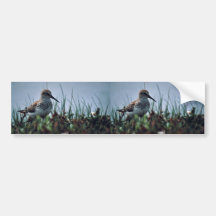 Western Sandpiper Bumper Stickers