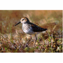 Western Sandpiper Photo Sculpture