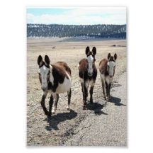 Western Street Gang Donkeys 5x7 Art Photo