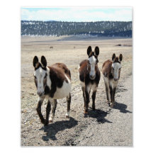 Western Street Gang Donkeys 8x10 Art Photo